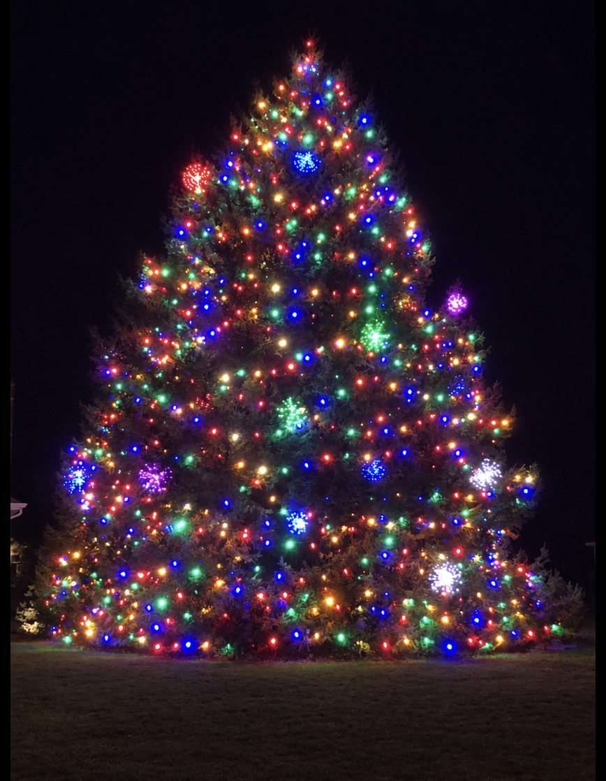 Large pine tree wrapped in multicolor Christmas lights by A+ Lighting in New Jersey