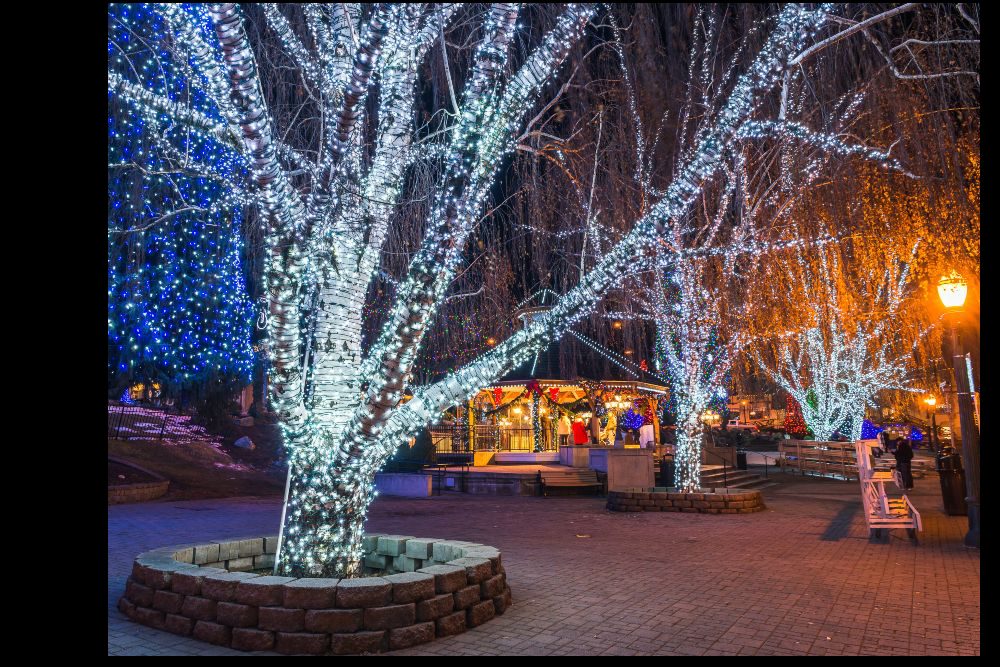 Courtyard trees wrapped in white and blue Christmas lights